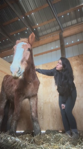 Horse Rescuer and Healer: Lauren Rosborough on Instagram: "Meeting each other where we are at ❤️. This is a two part video series as today when I started to groom Captain today.. I could feel his fear. His head shyness. Many of you have asked why his mouth looks the way it does.. that’s from being yanked at the bit (the metal bar that goes in the horses mouth to control them) so hard. Could you imagine using force on anyone.. let alone this sweet, tired old man? I’ll never understand it. So befo