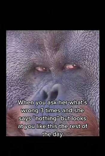 Orangutan's Expressions Reveal Humor in Conversation