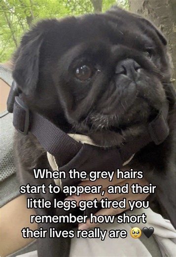 Cherishing Every Moment with Our Aging Pugs