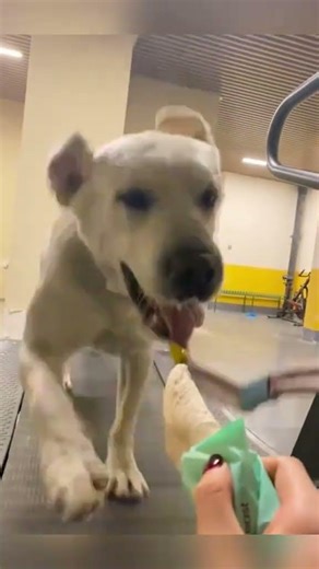 Try Not To Laugh: Labrador Retriever Edition! 🦴🤣 #shorts