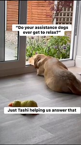 3.3K views · 127 reactions | POV you’re a Medical Alert Assistance Dog and you get plenty of time to smell the roses as well as use your nose to save a life | Medical Detection Dogs | Facebook