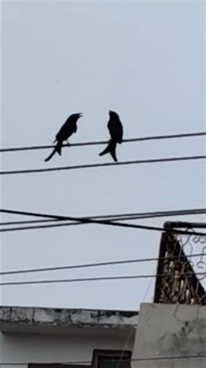 birds sound #birds #rain #shorts