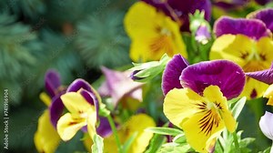 Garden pansy (Viola wittrockiana) is type of large-flowered hybrid plant cultivated as garden flower. It is derived by hybridization from several species in section Melanium (pansies). Stock Video