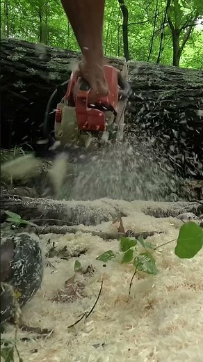 Stihl 029 Super chainsaw getting bar pinched in the cut...