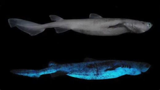 Sharks were found glowing this was not supposed to be possible