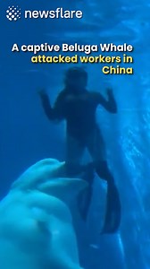 Footage captured by visitors shows a captive Beluga Whale trying to bite the legs of a female diver and a camera man 😱 Belugas are generally friendly and social, but in captivity they may bite humans for several reasons... | Newsflare