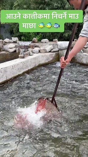 #onthisday #trout #viralreels #fyp #nepalitiktok #troutvillageresortandfarm #fypシ゚viral #viraltiktok #goviral