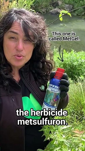 How to kill moth plant with cut-and-paste MetGel (metsulfuron)