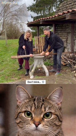 YOU WON’T EXPECT THIS. 😂 #funny #cat #memes #shorts