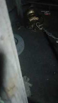 Python Enters Chicken Coop #feed #shots #fyp #snake #shorts #history #trending #viral #snake
