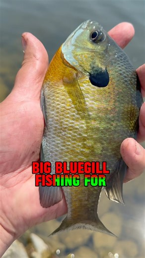 Big Bluegill Fishing = Cooking Bluegill! 🐠#shorts #fishing #bluegill