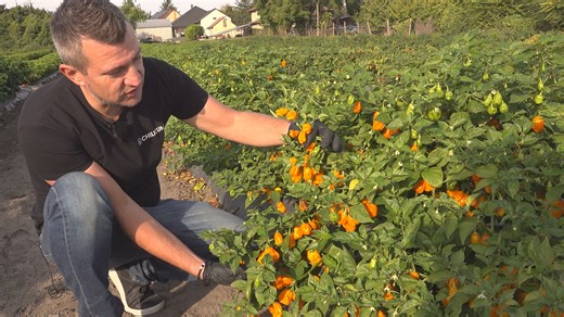331K views · 6.5K reactions | így készülnek a Chilicum különlegességei a világ legerősebb paprikáiból. #agrár #mezőgazdaság #Agrárágazat #chili #Scoville #Chilicum #CarolinaReaper #magyar | Agrárágazat.hu | Facebook