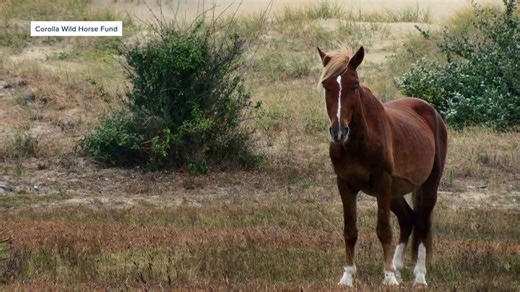 The impact of feeding wild horses: Topnotch's story shows how human interaction led to relocation