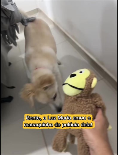 Compre hoje e leve esse kit de macaquinho de pelúcia para o seu amiguinho! 🐶🐵 Super macio, resistente e perfeito para brincar, morder ou dormir agarradinho. A Luz Maria já escolheu o dela como favorito e não larga mais! Seu pet também vai amar ter um companheiro assim. Aproveite o frete com desconto por tempo limitado. Clique no link agora e garanta o do seu melhor amigo antes que acabe! #dog #vendas #tiktokpets #esquilopitoco #pets