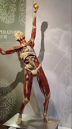 The Human Body Exhibit (Las Vegas)