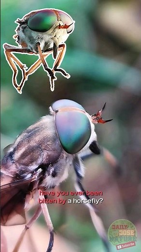 Why a Horse Fly Bite Hurts So Bad❗Still Beautiful Though😍 #fly #facts #animals