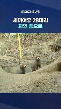 28 Young Foxes Released Into the Wild... Facing Threats of Roadkill and Traps #Shorts (MBC News)