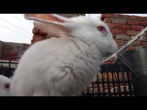 Cute little bunny family vlog resting enjoying the grass in sunshine