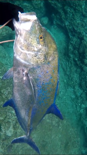 $90 california monster - i speared the ocean pitbull!#spearfishing #gianttrevally #bluefintrevally