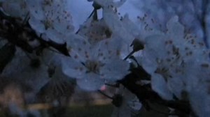 Oh Beautiful Poison Tree Lyrics