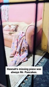 835K views · 31K reactions | Hannah's missing piece was always Mr. Pancakes! ❤️ Here's Hannah's rescue story!  - Simply The Best Cover - @Billiannee | Sisu Refuge | Facebook