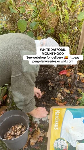 #add WEBSHOP https://pergolanurseries.ecwid.com DAFFODIL MOUNT HOOD .Plant from now in pots or beds for spring colour. See full range in Webshop https://pergolanurseries.ecwid.com ALL IRELAND DELIVERY 🚚 32 Counties Pergola Nurseries Garden Corner, Virginia, Co Cavan “A gardeners oasis of quality plants “ Open Tuesday to Saturday 10.3-5 Open Sundays 2-5 #fyp #grow #gardening #garden | Pergola Nurseries Garden Corner