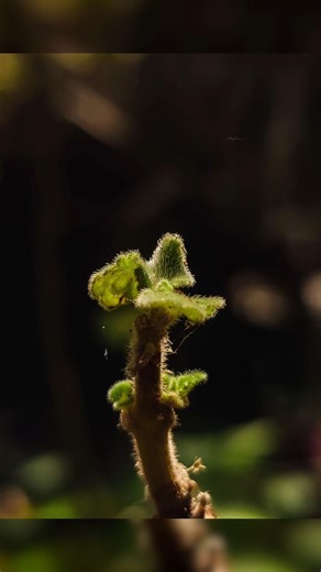 Creative mobile photography 🔥 Try pro mode tip 🔥 Simple but Beautiful 😍 Shot on Mobile 📱 #photo