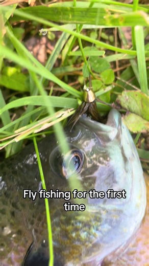 Fly Fishing for Bluegills: Tips and Techniques