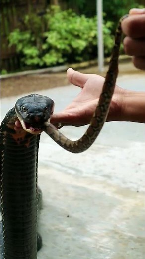 King Cobra enjoy the python spagethi #shorts #kingcobra #python