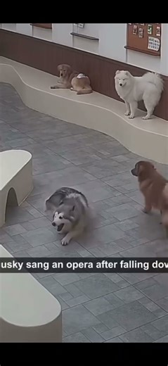 Dumb Dogs Being Dumb 😂🐶