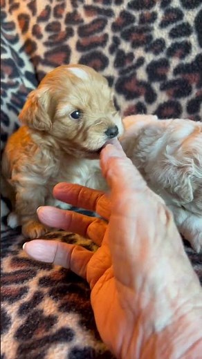 Beautiful Cavapoo-chon puppies