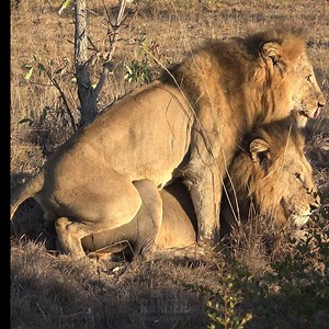Watch These Male Lions Show Their Affection To Each Other! A lot of the time you hear a male lion will mount another male to show his dominance. Which one is dominant here?... Merch: http://teespring.com/stores/robtheranger Buy a Book, help save rhinos: https://s71.co/3Mb0FvF Filmed in 4K UHD resolution Buy My Current Equipment: Nikon Coolpix P1000 - https://go.magik.ly/ml/t6pg/ or https://s71.co/3MIiXGh Joby GorillaPod 5K - https://go.magik.ly/ml/1tcmw/ Joby GorillaPod 5K VideoPro - https://s71
