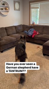4.3M views · 37K reactions | German shepherd has MASSIVE TANTRUMS!! #germanshepherd #germanshepherdpuppy #germanshepherdsofinstagram #gsd #gsdofinstagram #gsdlove #gsdpuppy #reels #reels2023 #reelsinstagram | Zeus and Luna | Facebook
