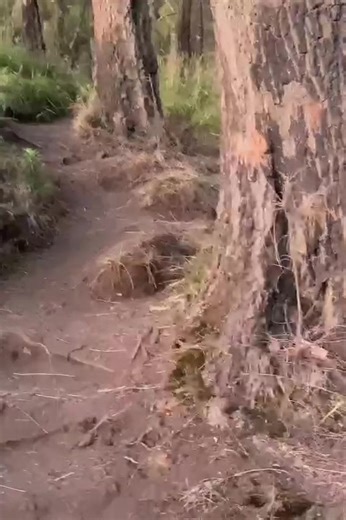 Pertanda bagi Pendaki: Apa Arti Burung Nunjuk Jalan?