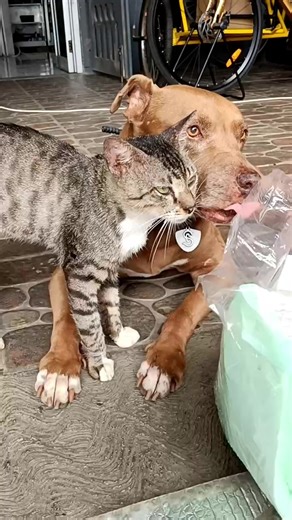 Fang.. si Lembut Hati.. seperti mamaGenji.. lihat kaki depan kanan Fang.. ia bisa saja menariknya, tapi Fang tau, jika ia menarik kakinya, Mujaer akan terjegal.. Fang menunggu dengan sabar.. supaya gerakannya tak membahayakan kawan barunya.. good boy Fang.. 🥰