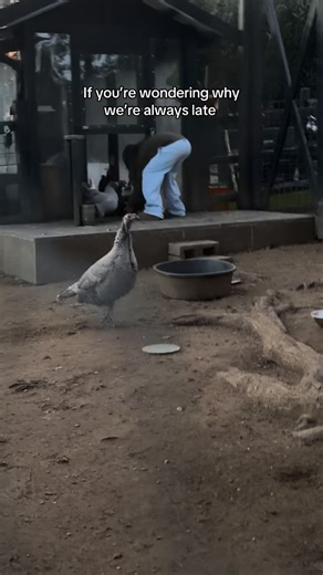 Alix Earle on Instagram: "chasing the chickens brb"