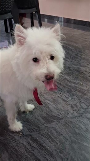 Alphy’s First Christmas Treat! 🎄🍦