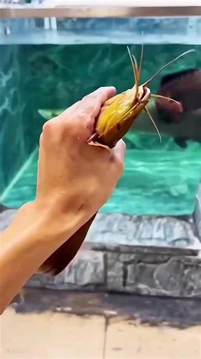 Amazing Facts You Didn't Know About