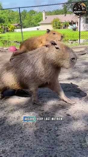 ​Unique Facts About Capybara, Why Is Everyone's Best Friend? #uniquefacts #animals #capybara