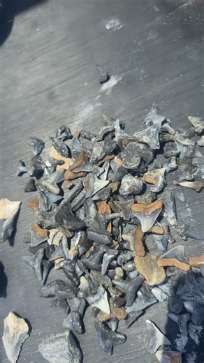 Jeff Chivers | Another good day sifting finding teeth and fossils #love #viral #trending #instagood #fyp | Instagram