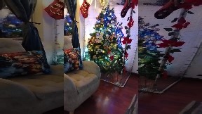 Christmas tree protected by netting