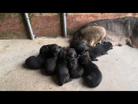 Close-Up: Puppies Open Their Eyes and See Light After One Week