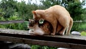Accouplement les chats domestiques