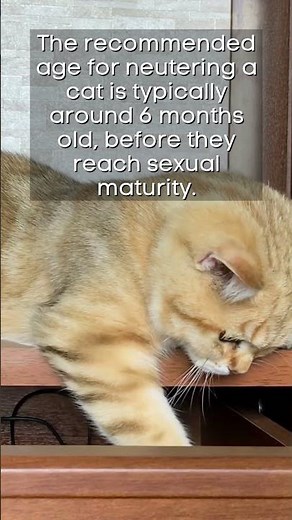 Revealed: What Age Should You Neuter Your Cat?