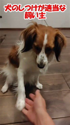 犬のしつけが適当な飼い主 #コーイケルホンディエ