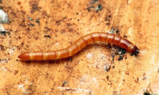 How to Identify and Control Wireworms