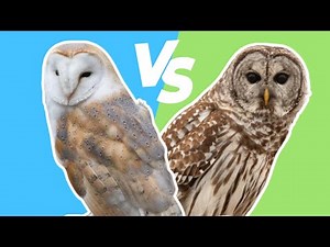 The REAL Difference Between Barn Owl and Barred Owl Calls