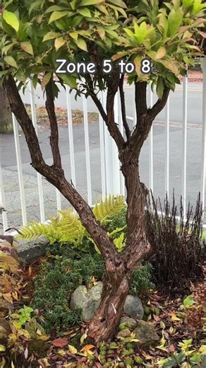 Winter Update For Pieris Japonica - November 14, 2025