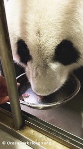 22K views · 730 reactions | Immersive #ASMR by giant panda Ying Ying After giving birth to #panda twin cubs, new mom Ying Ying (#HK Ocean Park) is recovering her body. The caregiver prepares sweet apple water to Ying Ying, aiding in her recovery and promoting increased milk production to feed her little babies. | T-Time HK | Facebook