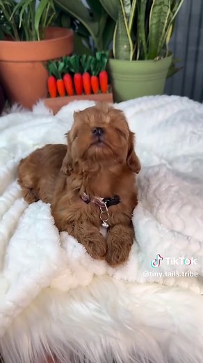 Adorable Maltipoo Name Ideas for Your Furry Friend